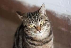 161 Female Tabby Cat Names You Will Love Faqcats Com