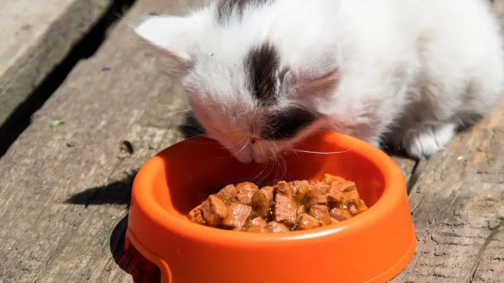 Homemade Raw Food Best Food For Cats Homemade Raw Food Diy Cat