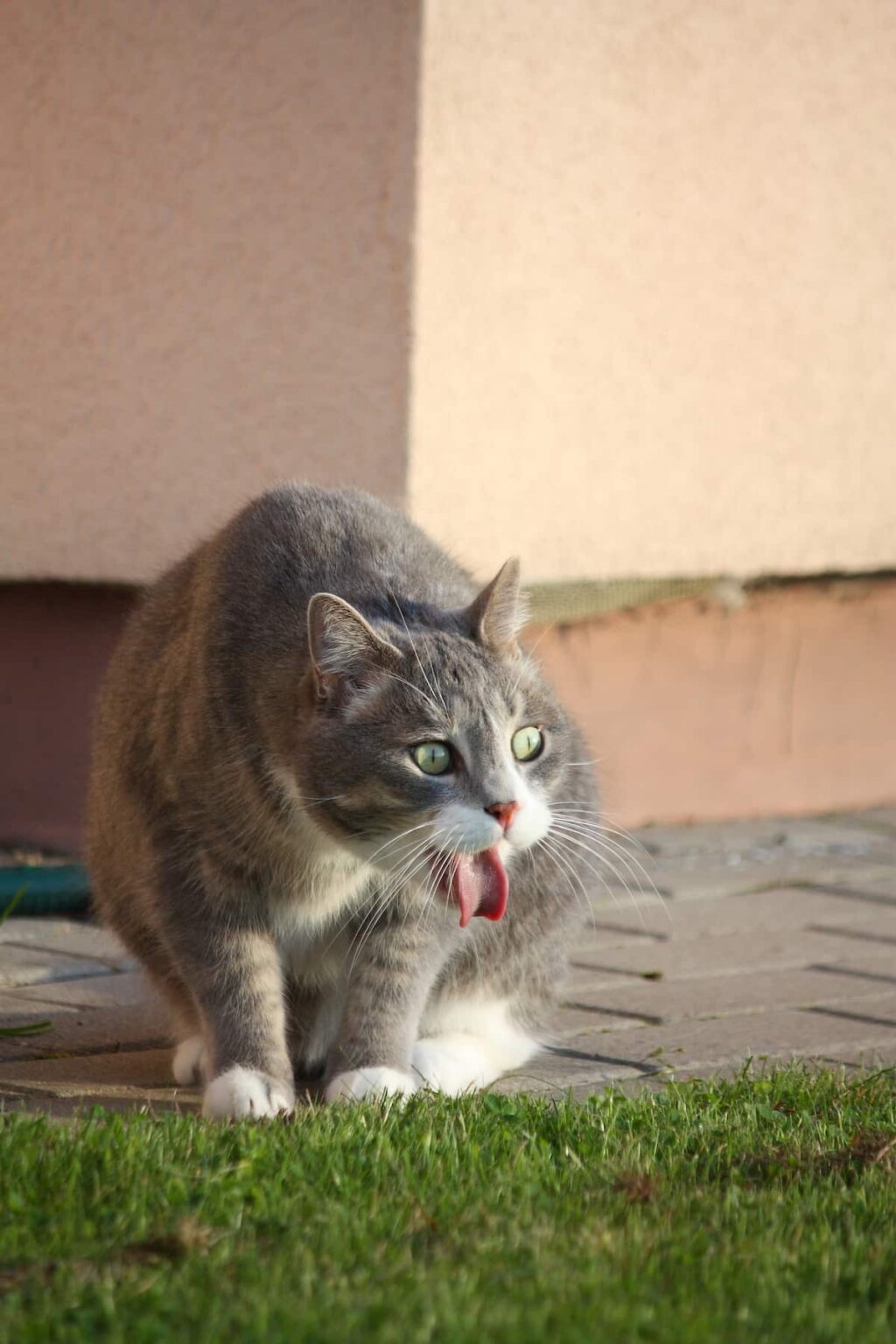 Home Remedies for Cat Vomiting 6 Effective Strategies!
