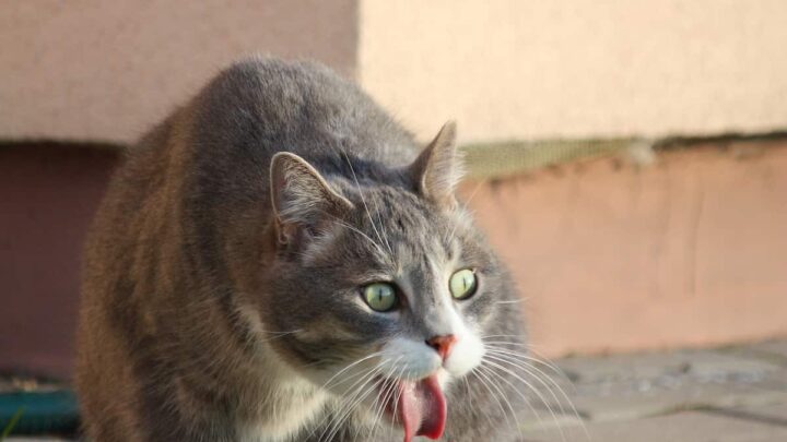Home Remedies for Cat Vomiting – 6 Effective Strategies!