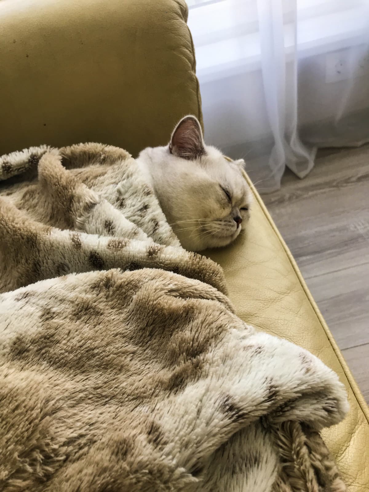 Can cats still breathe under blankets?