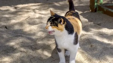 How Do Cats Ask For Help &ndash; Communication & Body Language