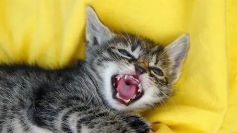 How Do Cats Defend Themselves &ndash; Understanding The Behavior