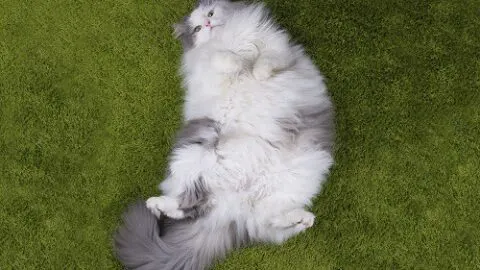 How Do Cats Get Fat – Dealing With Feline Obesity