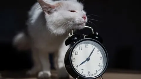 How Do Cats Know What Time It Is – The Surprising Facts!