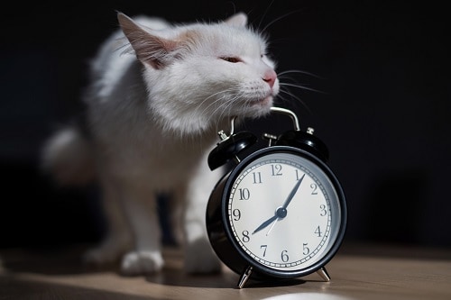 How Do Cats Know What Time It Is The Surprising Facts Faqcats Com