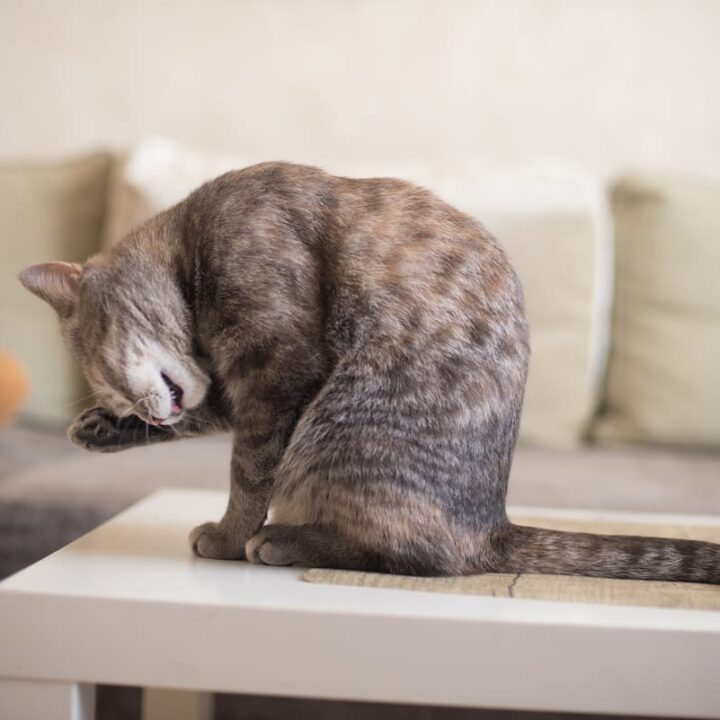 How Do Cats Know What To Clean The Interesting Facts!