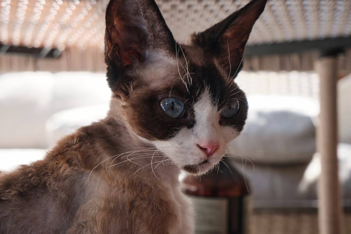 Cat With Whiskers