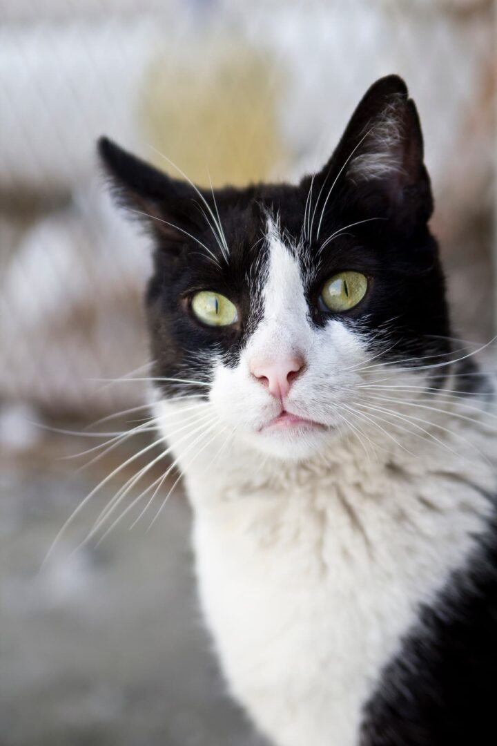 How Far Can A Cat Hear Distance And Sound Traveling
