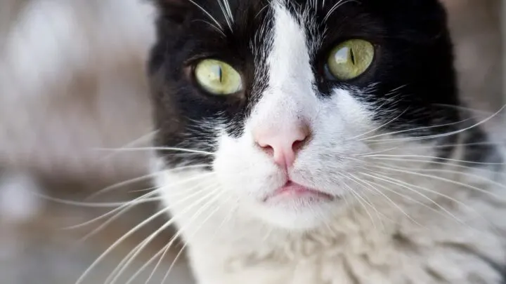 How Far Can A Cat Hear &ndash; Distance And Sound Traveling