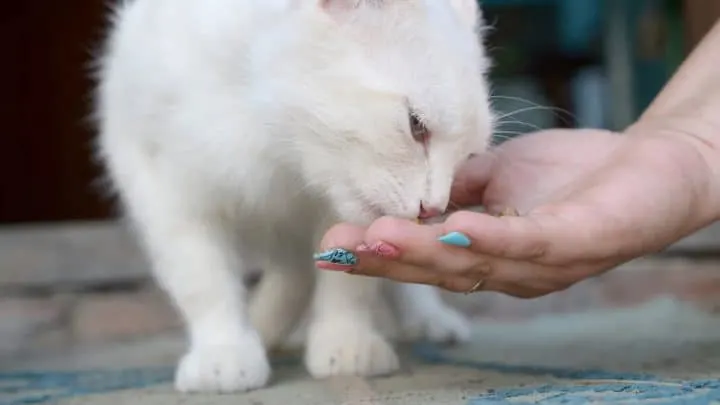 How Far Can Cats Smell Food – Understanding A Cats Senses