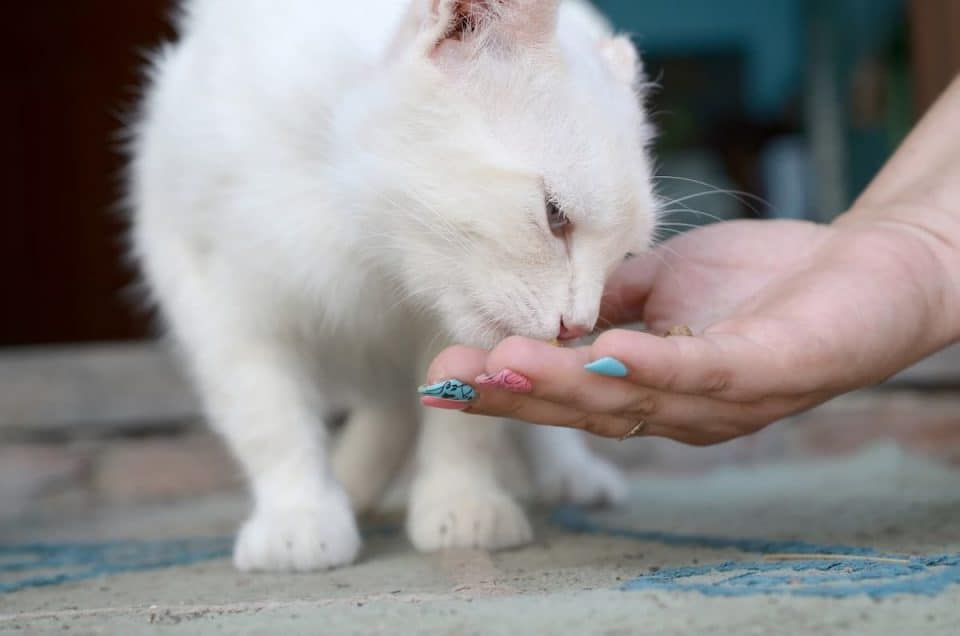 How Far Can Cats Smell Food Understanding A Cats Senses