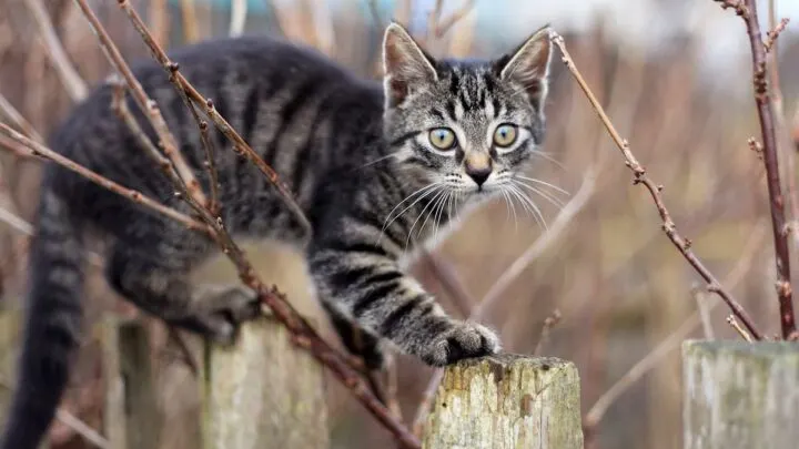 How High Can Kittens Jump &ndash; 6 Factors To Know!