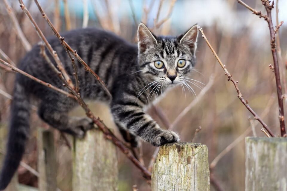 How High Can Kittens Jump 6 Factors To Know!