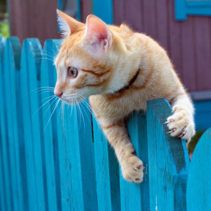 How High Does A Cat Gate Need To Be With Suggestions