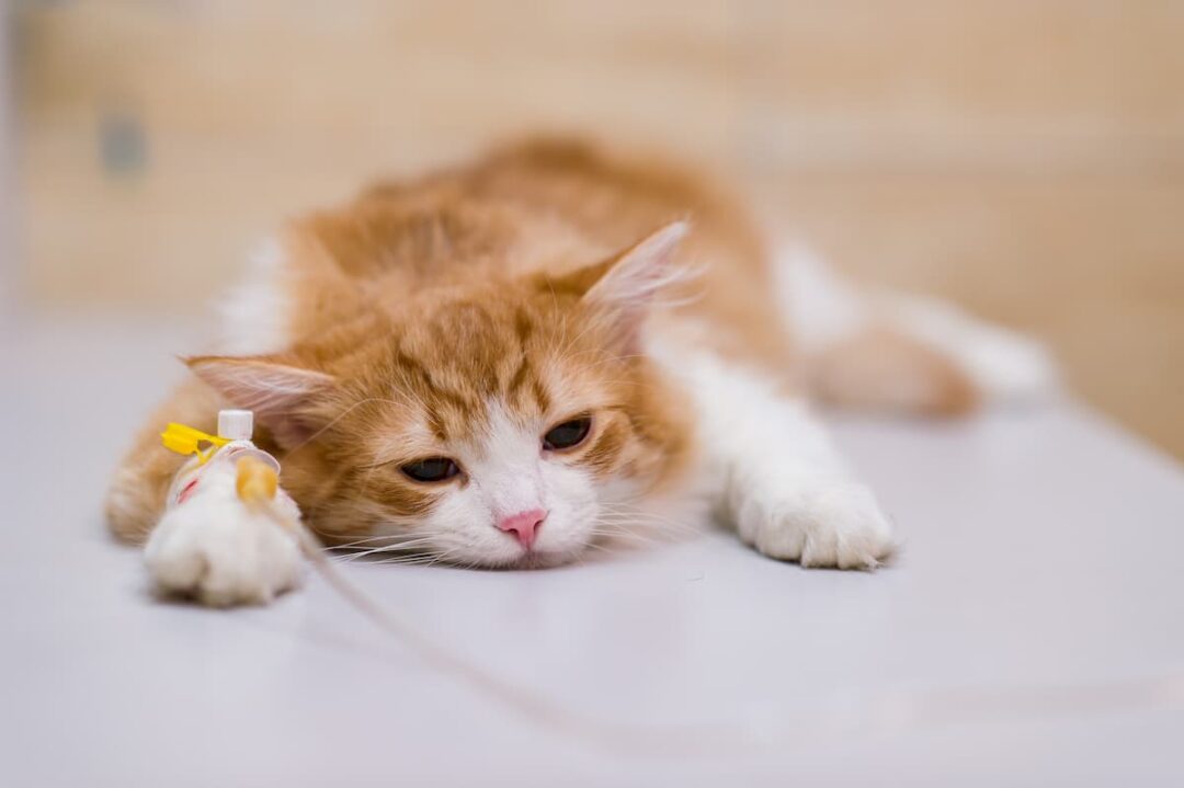 How Long Are Babies Sore After Shots