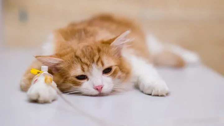 How Long Are Cats Sore After Shots &ndash; Healing Timeline & Info