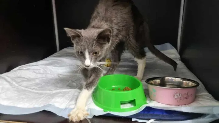 How Long Can A Cat Live With FIP