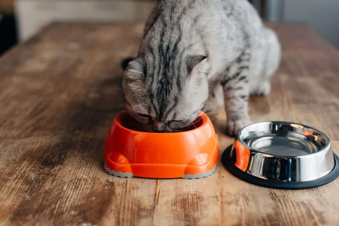 How Long Can A Sick Cat Go Without Eating Or Drinking