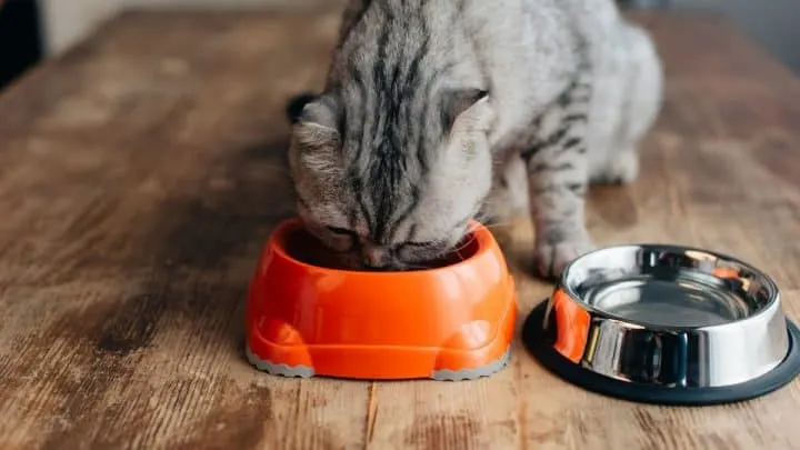 How Long Can A Sick Cat Go Without Eating Or Drinking
