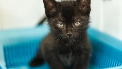 How Long Can Cats Hold Their Pee &ndash; What To Know!