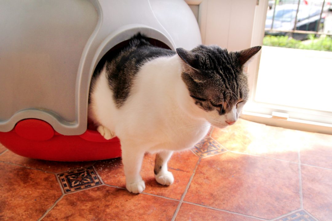 How Long Can Cats Hold Their Poop at Nicole Miner blog