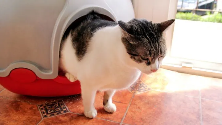 How Long Can Cats Hold Their Poop &ndash; Things To Know!