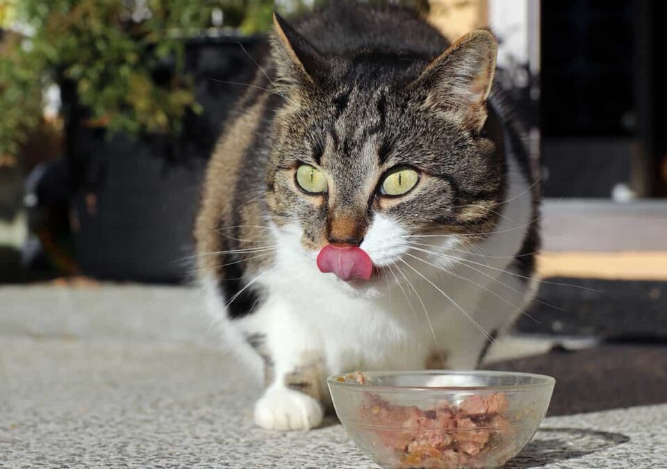 how-long-can-wet-cat-food-sit-out-faqcats