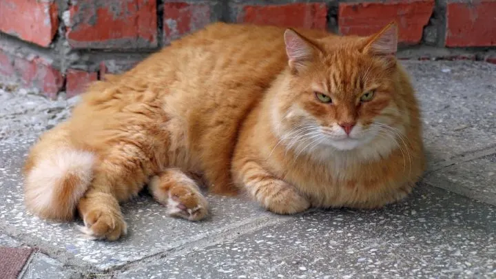 How Long Do Cats Live &ndash; Life Stages For Every Breed