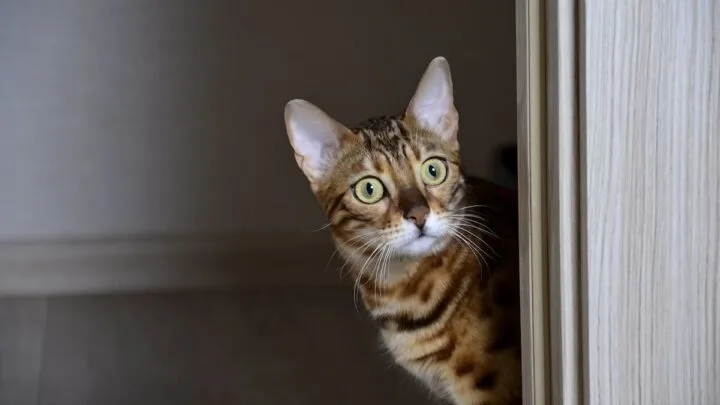 How Long Should I Keep My Kitten In One Room &ndash; What To Know