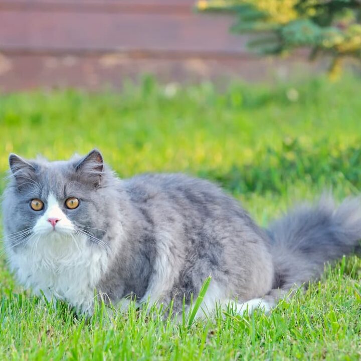 Top 30 How Often To Feed Ragdoll Cats The 57 Latest Answer