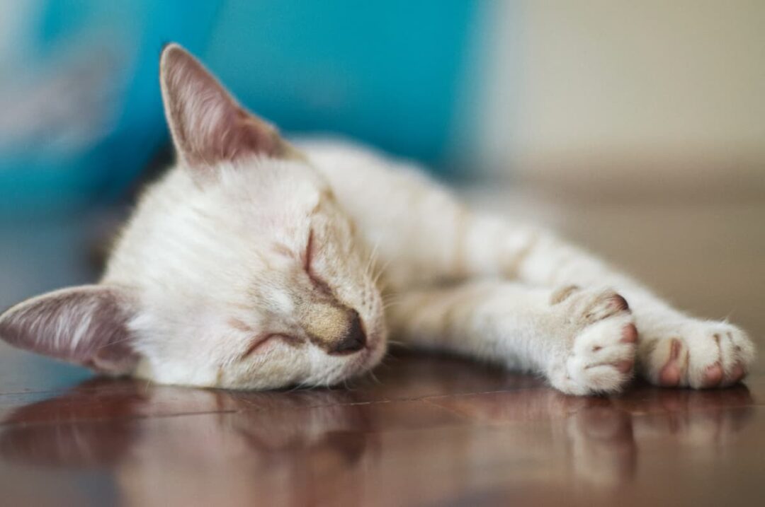 How Rare Are White Cats Factors, History, & More