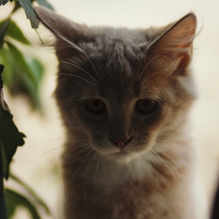 Top 28 How Small Of A Hole Can My Cat Fit Through The 100 New Answer