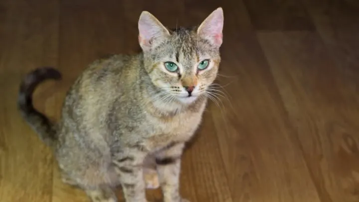 How Tall Is A Cat When Sitting &ndash; Average Height & More