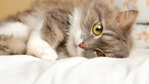 How To Comfort A Dying Cat &ndash; Things To Consider