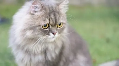 How To Fatten Up A Cat &ndash; Feeding & Weight Management