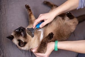 How To Groom A Siamese Cat the complete guide