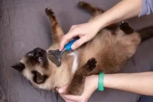 Siamese Cat Care Guide