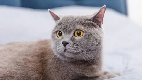 How To Keep A Cat Off The Bed &ndash; Methods That Work!