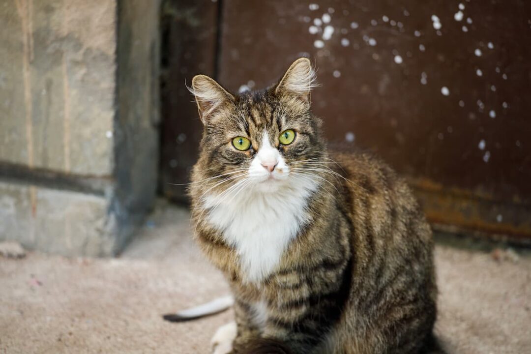 How To Keep Cats From Scratching The Carpet Under The Door 5 Tips