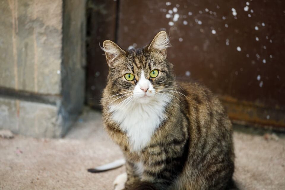 How To Keep Cats From Scratching The Carpet Under The Door 5 Tips