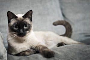 How To Prevent Siamese Cats From Scratching Furniture