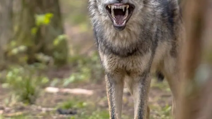 How To Protect Your Cat From Coyotes &ndash; 6 Safety Tips!