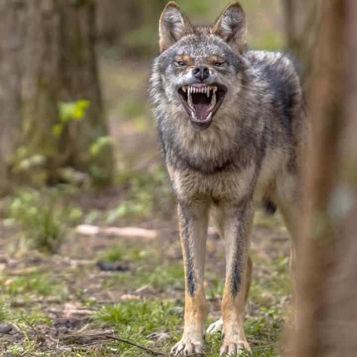 coyote eating cat