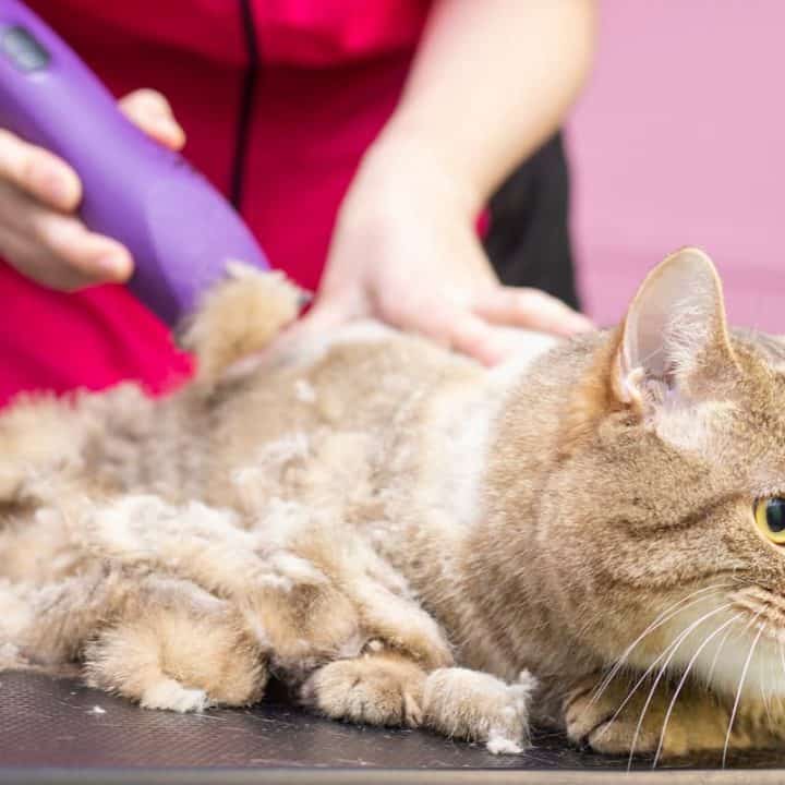 How To Shave A Long Haired Cat A Step By Step Guide Faqcats Com