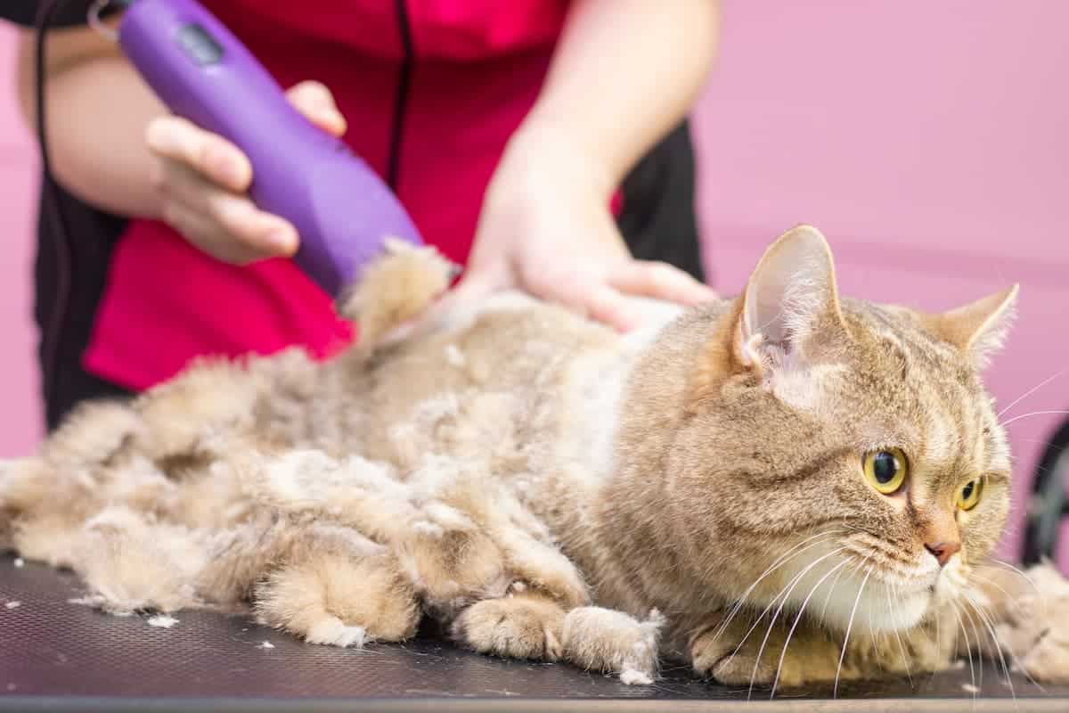 Best way to discount groom long haired cat