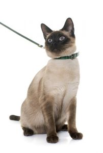 How To Train A Siamese Cat To Walk On A Leash