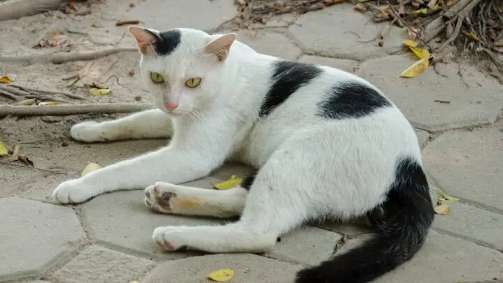 How Young Can Cats Get Pregnant &ndash; Facts To Know!