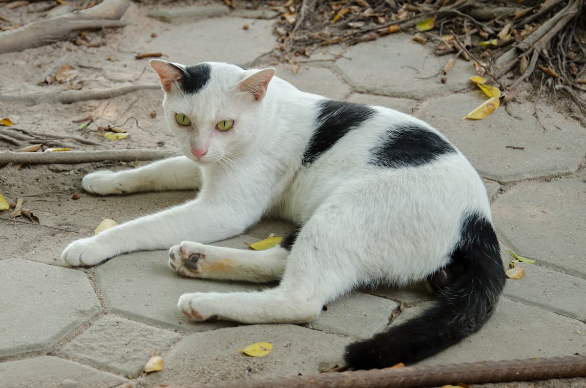 How Young Can Cats Get Pregnant Facts To Know!