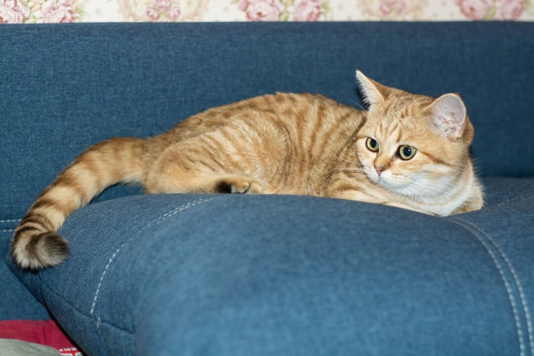 How To Get Rid Of Cat Poop Smell On A Couch 7 Easy Steps!